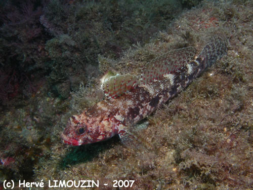 p1057_03_poisson_gobie_sanglant