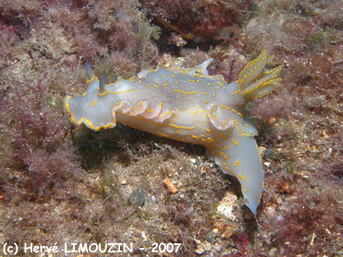 p1057_16_mollusque_nudibranche_doris_geant