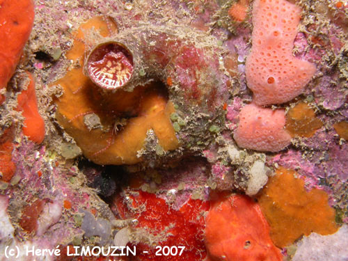 p1057_30_eponge_mollusque_vermet