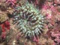 p1048_05_cnidaire_anemone_charnue