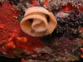 p1054_21_mollusque_ponte_nudibranche