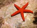 p1054_23_echinoderme_etoile_de_mer_rouge