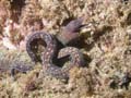 p1054_49_poisson_murene