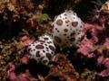p1055_02_mollusque_nudibranche_doris_dalmatien