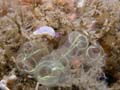 p1055_35_mollusque_nudibranche_doris_krohn_claveline