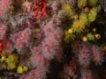 p1056_27_octocoralliaire_corail_rouge_solitaire_jaune