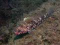 p1057_03_poisson_gobie_sanglant