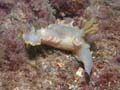 p1057_16_mollusque_nudibranche_doris_geant