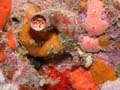 p1057_30_eponge_mollusque_vermet