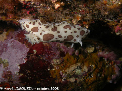 p1229_52_mollusque_nudibranche_doris_dalmatien
