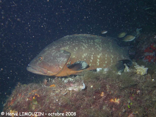 p1230_12_poisson_merou