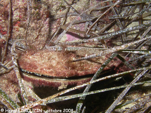 p1230_14_mollusque_bivalve_grande_nacre