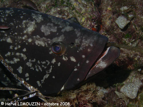 p1230_26_poisson_merou