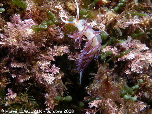 p1230_42_mollusque_nudibranche_hervia