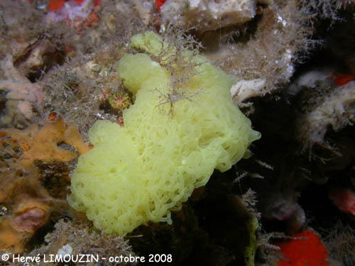 p1231_13_eponge_clathrine_jaune