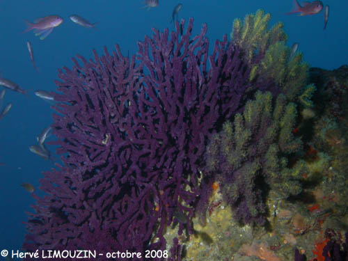 p1231_17_octocoralliaire_gorgone_rouge