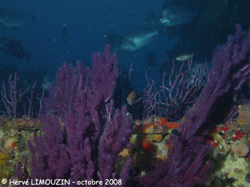 p1231_19_octocoralliaire_gorgone_rouge