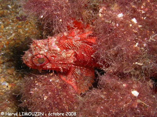 p1232_16_poisson_rascasse