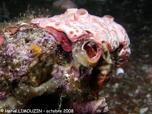 p1232_18_mollusque_vermet_eponge_crateres