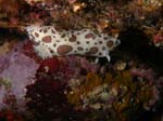 p1229_52_mollusque_nudibranche_doris_dalmatien