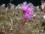 p1229_54_mollusque_nudibranche_flabelline_mauve