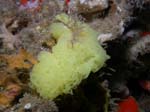 p1231_13_eponge_clathrine_jaune