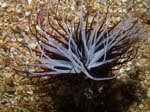 p1232_24_cnidaire_anemone_cerianthe