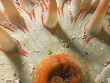 p820_03_cnidaire_anemone_dahlia