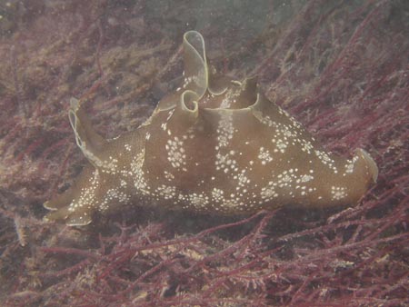 p820_15_mollusque_nudibranche_lievre_de_mer
