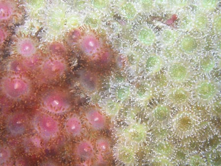 p822_17_cnidaire_anemone_corynactis