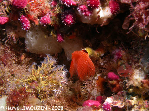 p1192_34_ver_protule_orange