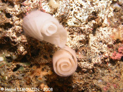 p1193_29_mollusque_ponte_berthelle_orange