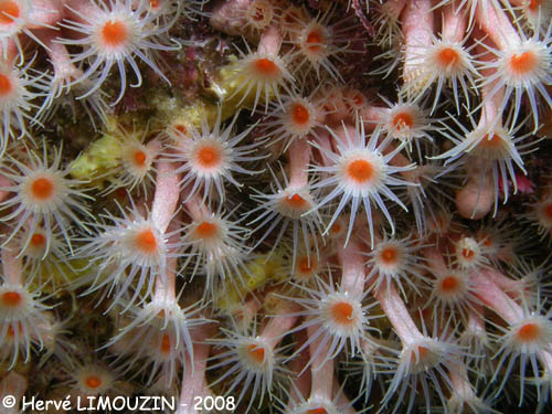 p1194_20_cnidaire_anemone_encroutante_jaune