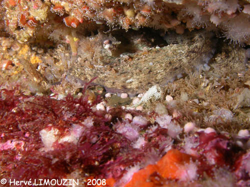 p1194_28_mollusque_poulpe