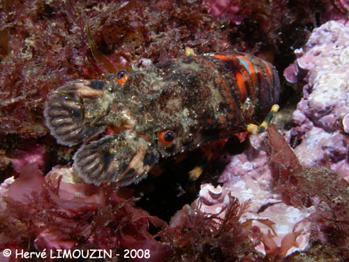 p1194_37_crustace_cigale_de_mer