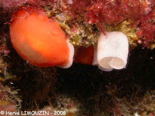 p1194_49_mollusque_berthelle_orange_ponte