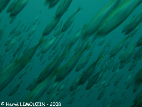 p1195_13_poisson_banc_chinchard