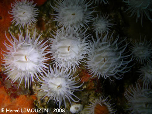 p1196_09_cnidaire_anemone_marguerite