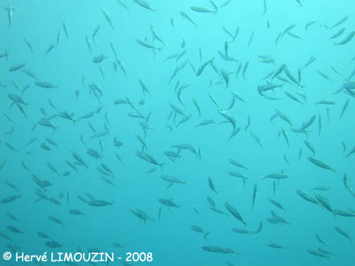 p1196_34_poisson_banc_chinchard