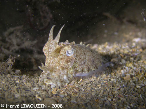 p1197_19_mollusque_seiche