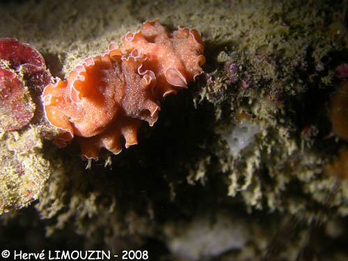 p1197_31_ver_planaire_orange