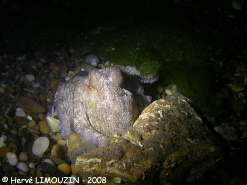 p1199_02_mollusque_poulpe