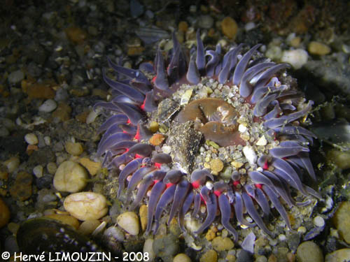 p1199_04_cnidaire_anemone_dahlia
