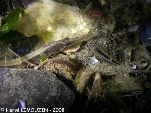 p1199_32_poisson_syngnathe