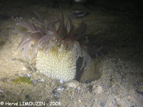 p1199_42_cnidaire_anemone_dahlia