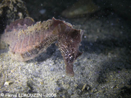 p1199_48_poisson_hippocampe