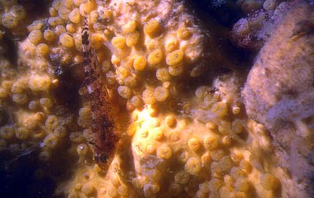 p555_03