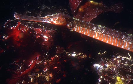 p655_11
