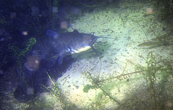 Poissons chat